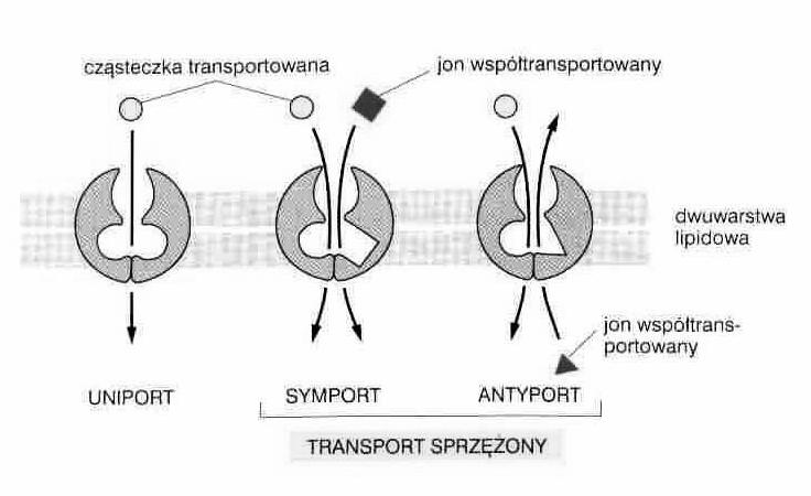 substratu zmiany konformacji ( miejsce wiązania substratu odsłonięte po przeciwnych