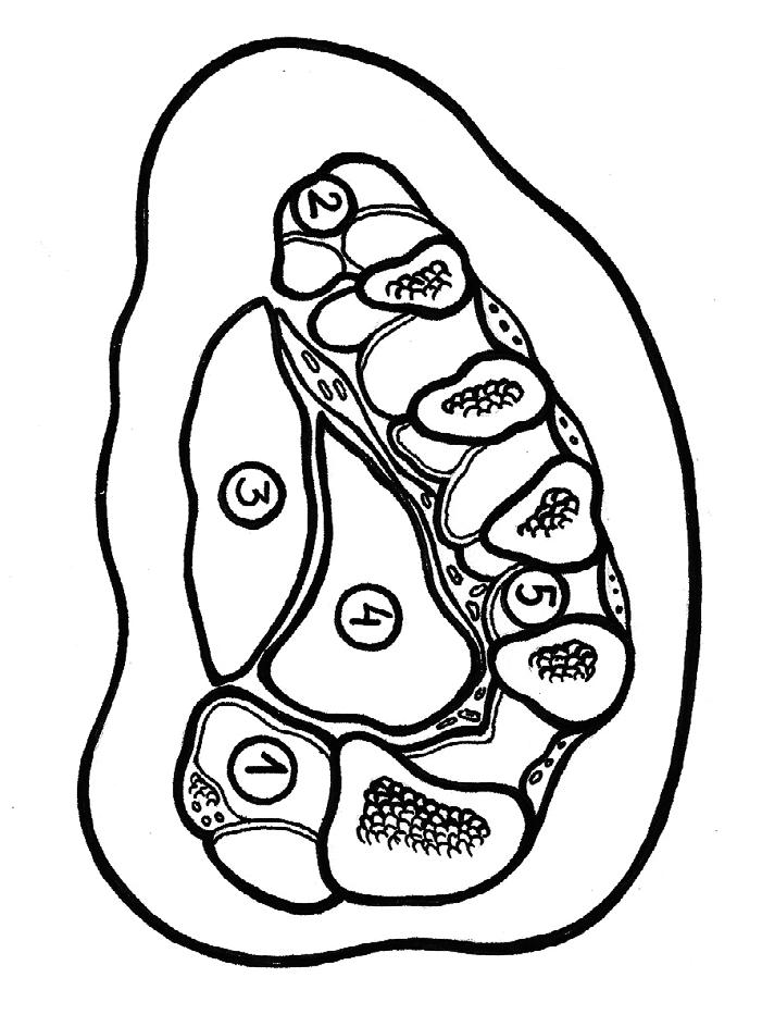 Figure 1. Arteriole secretion, venule absorption.