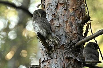 Fot. 1. Młode sóweczki Glaucidium passerinum stwierdzone w okolicach Zdbic (pow.