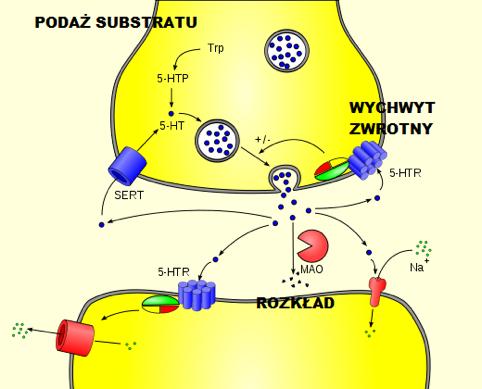 Trochę wiedzy o serotoninie i