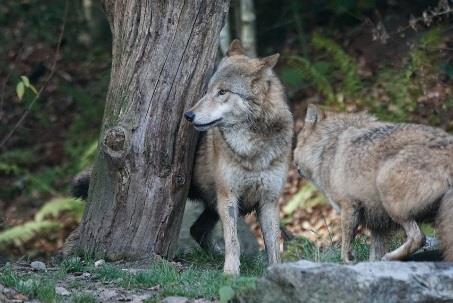 Wilki - wilcze watahy zapoznanie ze strukturą społeczną wilczego stada zapoznanie z budową ciała wilka ukazanie zależności występujących w lesie Warsztat edukacyjny uczy szacunku wobec wilków oraz