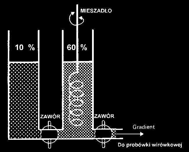 10.3.3. Skokowy gradient gęstości sacharozy 1. Do trzech zlewek odmierzyć po 20