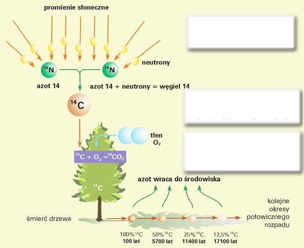 1. Na podstawie załączonego schematu opisz metodę radiowęglową 14 C.