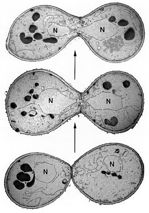 S. cerevisiae cykl życiowy