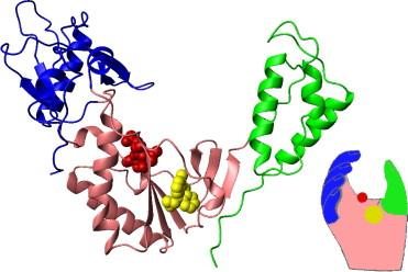 Genom LUCA: DNA czy RNA?