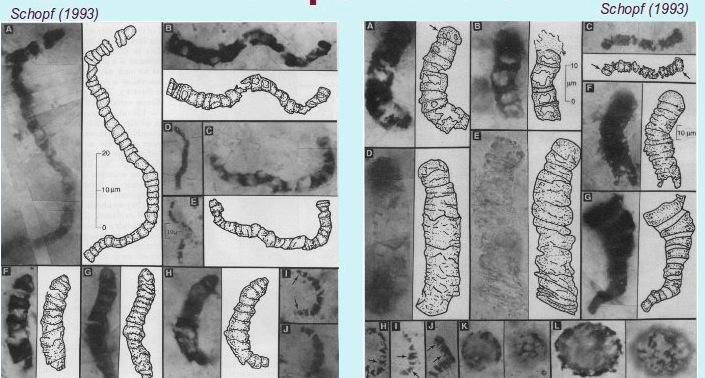 Pierwsze ślady życia - kontrowersje } czert Apex (Apex chert) Australia, wiek 3,5 mld lat (Schopf 1993) }