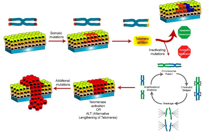 Telomery a nowotwory W komórkach z defektywnym szlakiem odpowiedzi na uszkodzenia DNA (np.