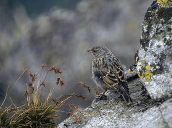 Natura 2000 w Karpatach BABIA GÓRA Babia Góra jako Specjalny Obszar Ochrony Siedlisk SOOS Proponowany Specjalny Obszar Ochrony Siedlisk Babia Góra PLH120001 został przez Komisję Europejską