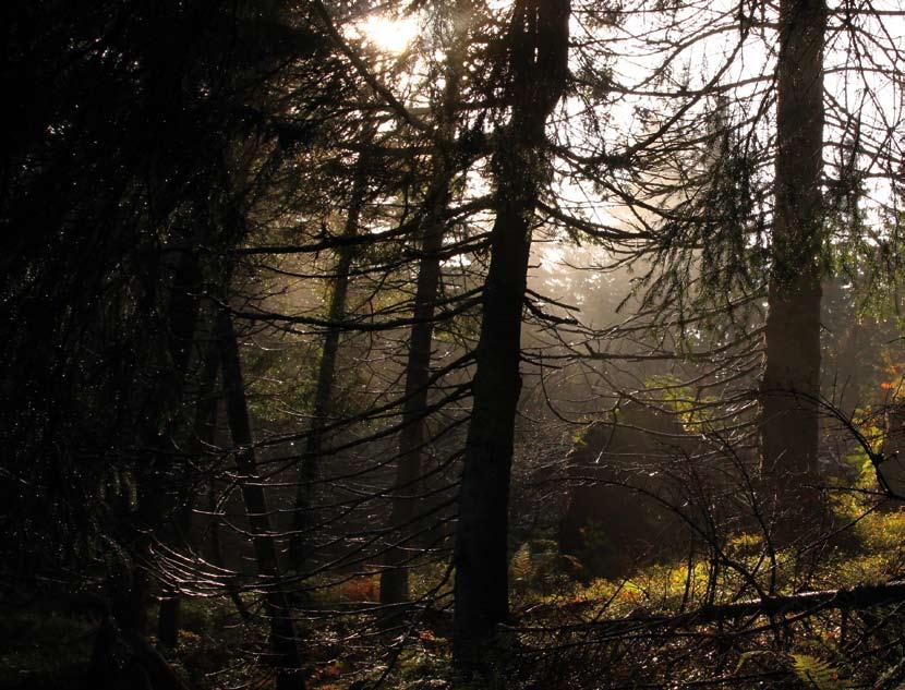 Natura 2000 w Karpatach BABIA GÓRA 12