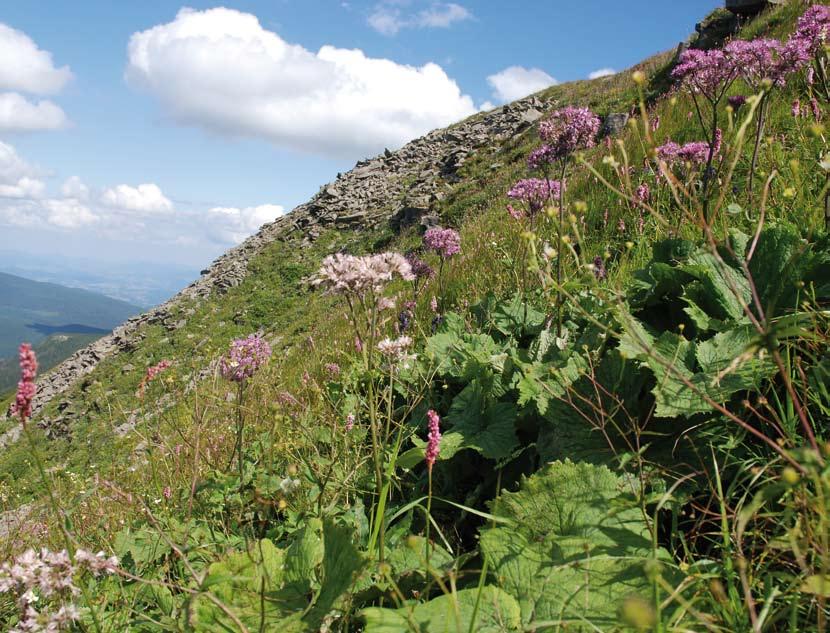 Natura 2000 w Karpatach BABIA