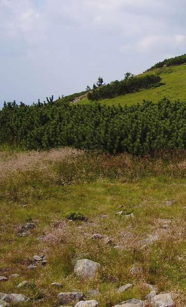 Natura 2000 w Karpatach BABIA GÓRA Warunki utrzymania i odtwarzania właściwego stanu siedlisk i gatunków zostaną dokładnie określone w zadaniach ochronnych, wkomponowanych w plan ochrony parku