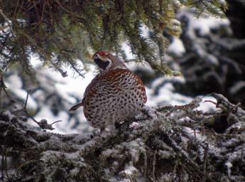 Natura 2000 w Karpatach BABIA GÓRA w światowy system rezerwatów biosfery.