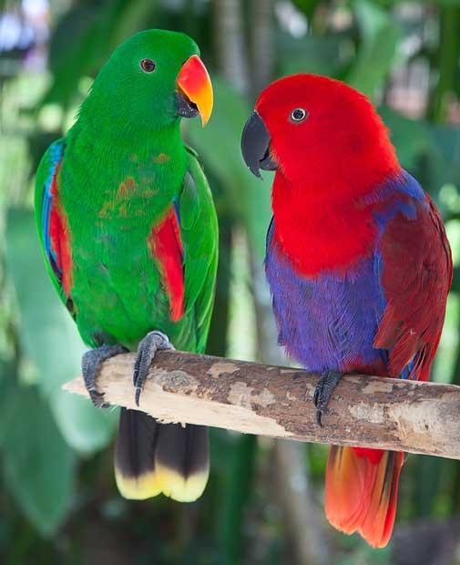 PAPUGA Długość życia papużki falistej wynosi przeciętnie 7-9 lat, ale przy sprzyjających warunkach może dożyć nawet 15. Jest niedrogim i łatwym w utrzymaniu ptaszkiem.