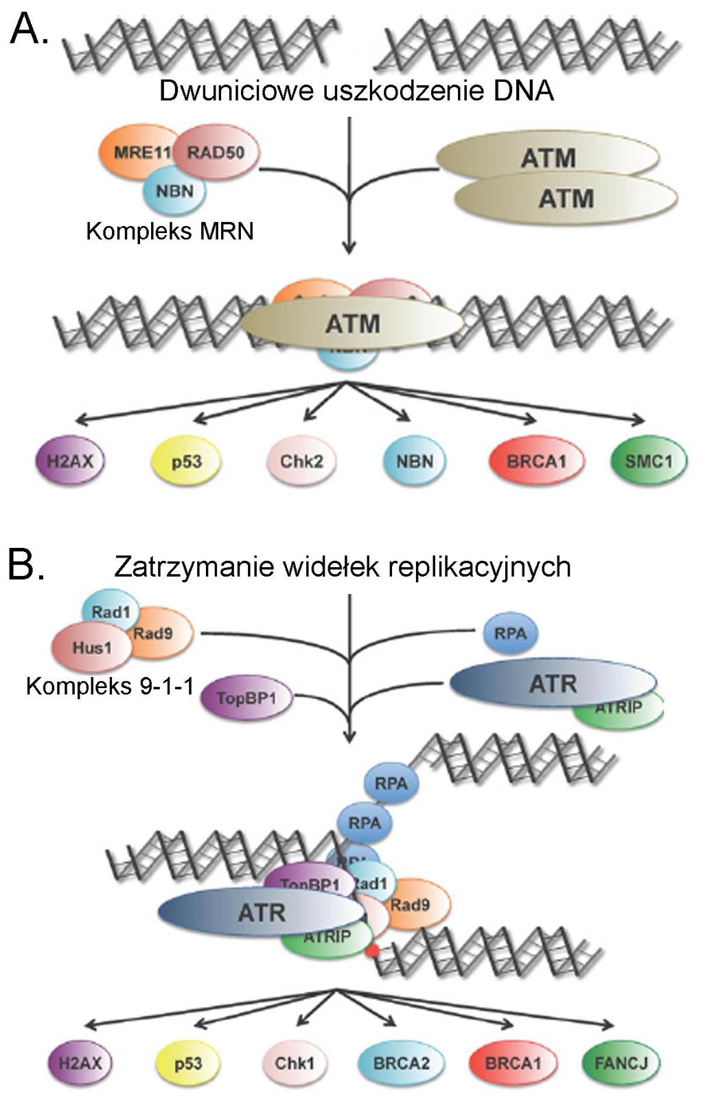 Wstęp Rys. 2.2. Aktywacja kinazy ATM i ATR w odpowiedzi na uszkodzenia DNA. (A) Kinaza ATM aktywowana jest przez kompleks MRN rozpoznający dwuniciowe uszkodzenia DNA.