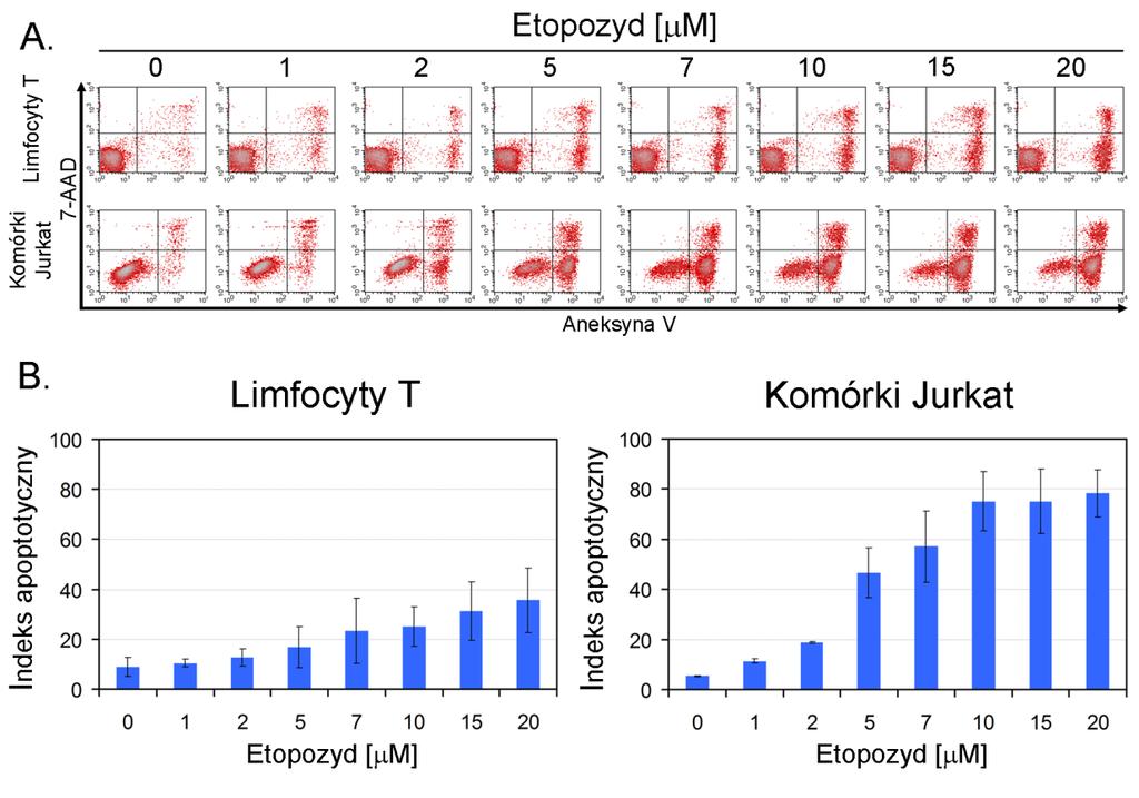 Wyniki Rys. 5.2. Indeks apoptotyczny spoczynkowych limfocytów T i komórek linii Jurkat traktowanych etopozydem w różnych stężeniach. Komórki analizowano 24 godziny po dodaniu etopozydu (5-20µM).