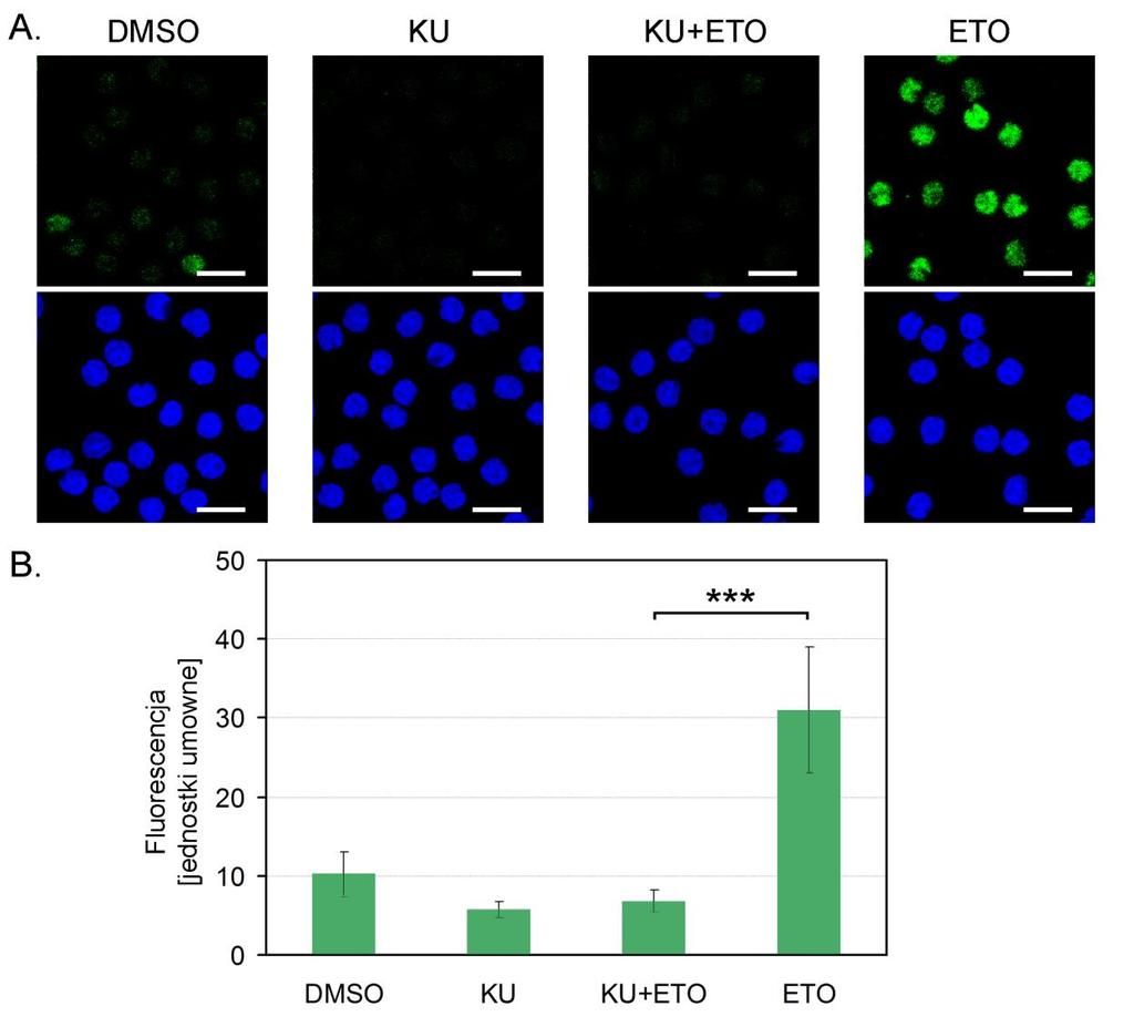 Wyniki DMSO (0,1%). Doświadczenie przeprowadzono na limfocytach T wyizolowanych od 3 dawców. Rysunek 5.10A. przedstawia reprezentatywne zdjęcia uzyskane za pomocą mikroskopu konfokalnego.