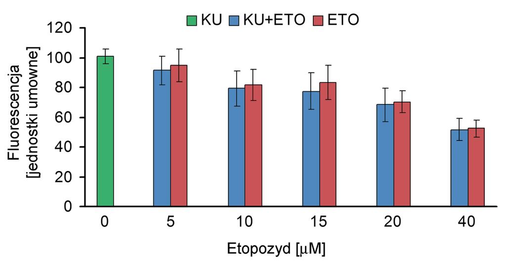 , Wyniki Zastosowanie inhibitora ATM hamowało w sposób istotny statystycznie, indukowaną przez etopozyd fosforylację kinazy ATM. 5.2.