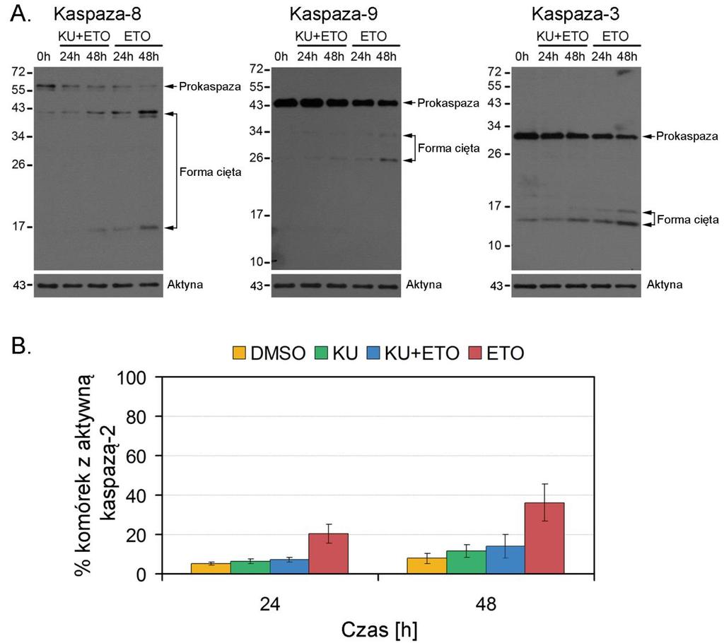 Wyniki następnie metodą Western blot zbadano pojawianie się prążków odpowiadających aktywnym formom kaspazy-3, -8 i -9. Jak widać na rysunku 5.15A.