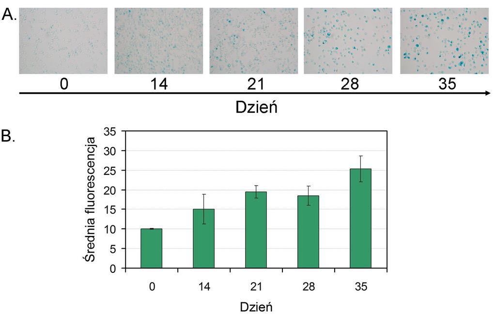 Wyniki Rysunek 5.25 B. przedstawia średnią fluorescencję komórek z trzech hodowli. Zaobserwowano wzrost poziomu fluorescencji wraz z czasem trwania hodowli.