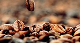 Najlepsze ziarna pochodzące z górskich obszarów (odmiany Arabica i Robusta) są starannie dobierane i mieszane w celu uzyskania idealnej