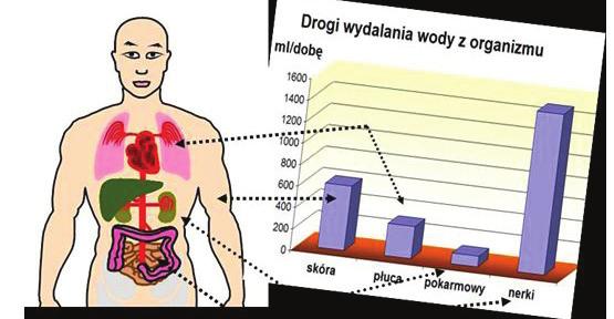 Wydychane powietrze zawiera znaczną ilość wody, dochodzącą nawet do 2 l w zależności od częstości i głębokości oddechów, wysiłku fizycznego, temperatury ciała i zawartości tlenu w powietrzu.