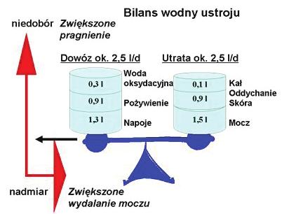 Zawartość wody w organizmie człowieka powinna być utrzymywana na stałym poziomie, co oznacza, że wszelkie straty muszą być uzupełniane.