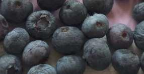14 Kombinacja Dawka na 1 ha % porażonych owoców Odm. Bluecrop 1. 1. Kontrola - 35,3 c 2.