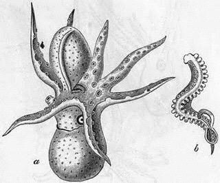 Gatunki semelparyczne Całe zasoby przeniesione na rozród Łososie pacyficzne (Oncorynchus sp.) np.