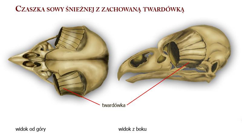 czaszka,