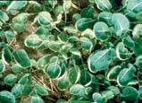 Dostępne również w opakowaniach 5 kg [ Siarka ] Symptomy niedoboru siarki występują przede wszystkim na młodych liściach w postaci chlorozy (jasnozielone, jasnożółte i częściowo czerwone