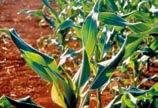 Wysoka zawartość cynku, miedzi i molibdenu wpływa na właściwe wykorzystanie azo tu oraz wzrost plonu. Z powodzeniem może być stosowany także w uprawach roślin strączkowych.