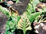 Rośliny cierpiące na deficyt potasu mają pofałdowane liście z licznymi nekrotycznymi plamkami, zmienione brzegi i zaschnięte wierzchołki liści.