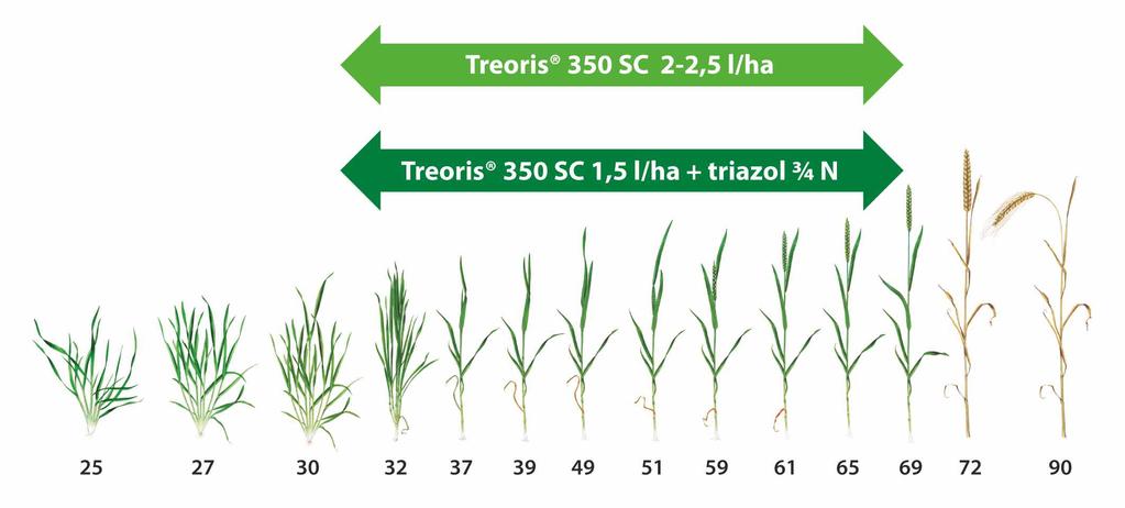 DuPont Treoris 350SC - nowy fungicyd w integrowanej ochronie fungicydowej zbóż ozimych Treoris 350 SC jest nowoczesnym fungicydem z grupy karboksyamidów (SDHI) o działaniu kontaktowym, wgłębnym i