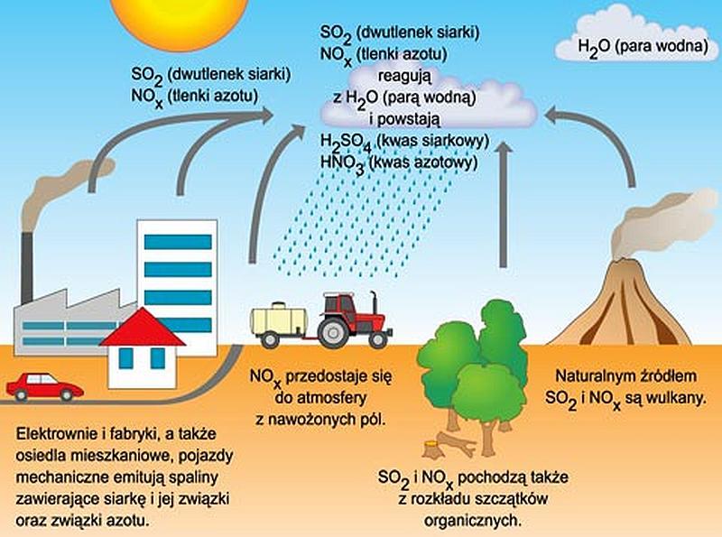 Niszczenie warstwy ozonowej Skutki: do powierzchni Ziemi dociera więcej promieniowania UV powodując: wzrost zachorowań ludzi na nowotwory skóry oraz choroby oczu, przyspieszenie tempa starzenia się