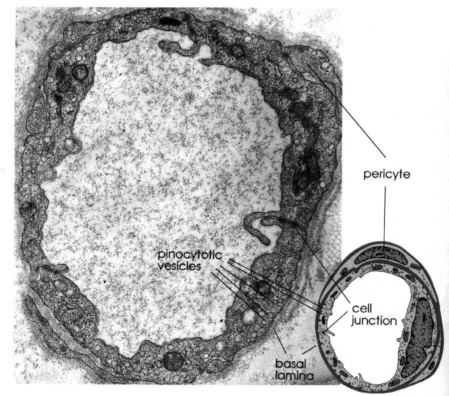 mezenchymatyczne wypustki otaczające kapilarę produkują blaszkę podstawną