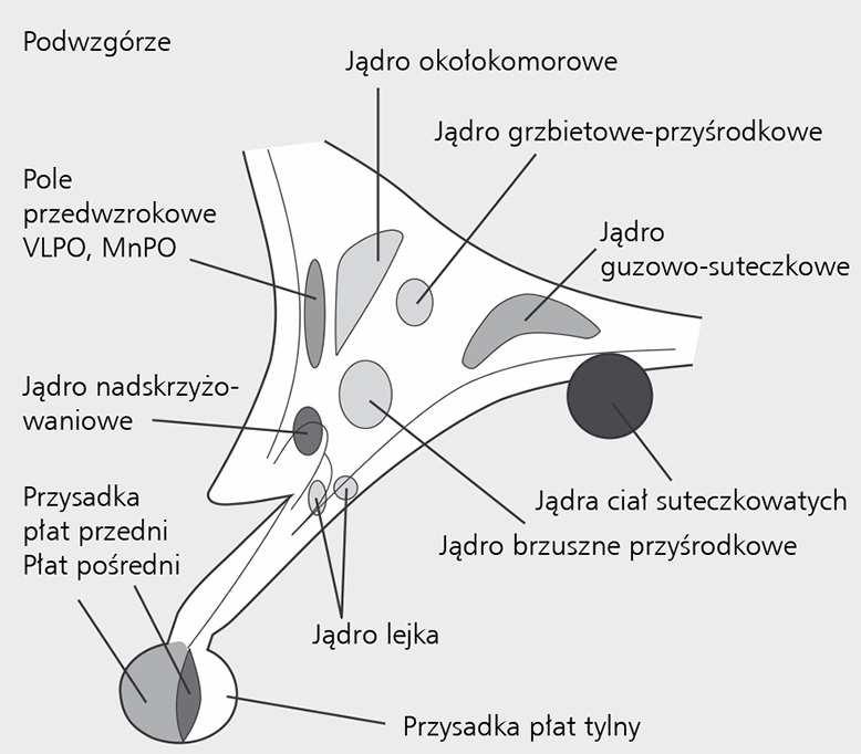 na proporcje snu i czuwania Przednia część podwzgórza SCN wykazuje liczne projekcje do