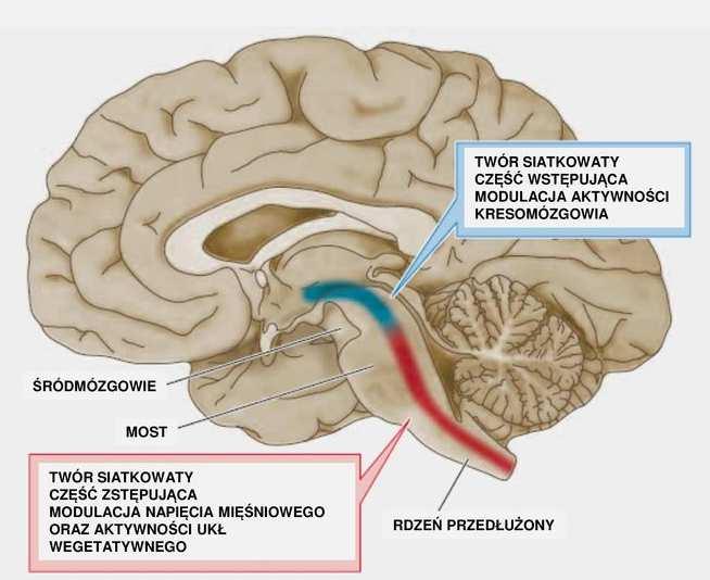 Twór siatkowaty mostu iśródmózgowia - rozciąga się od rdzenia przedłużonego do przodomózgowia - neurony