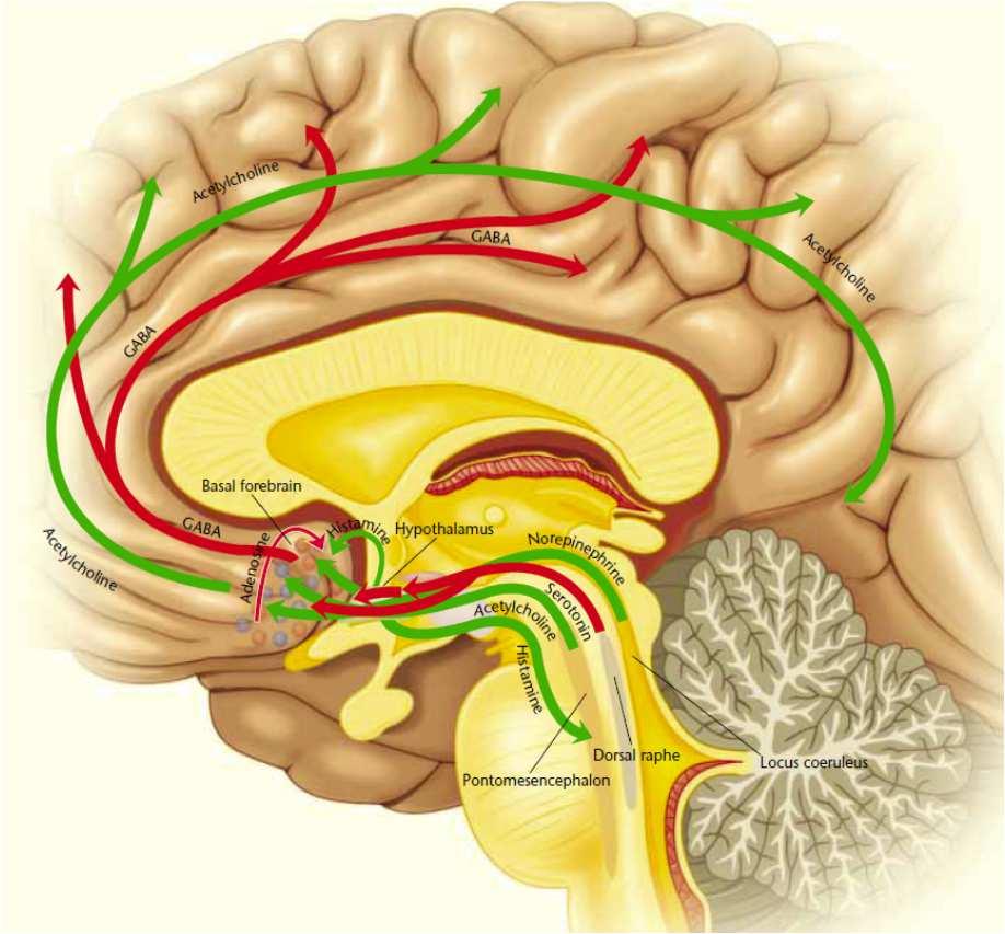 STAN CZUWANIA pobudzenie systemu: cholinergicznego, noradrenergicznego (miejscu sinawym - LC) i serotoninergicznego (jądra szwu). Wysoki poziom tych trzech mediatorów - utrzymanie stanu czuwania.