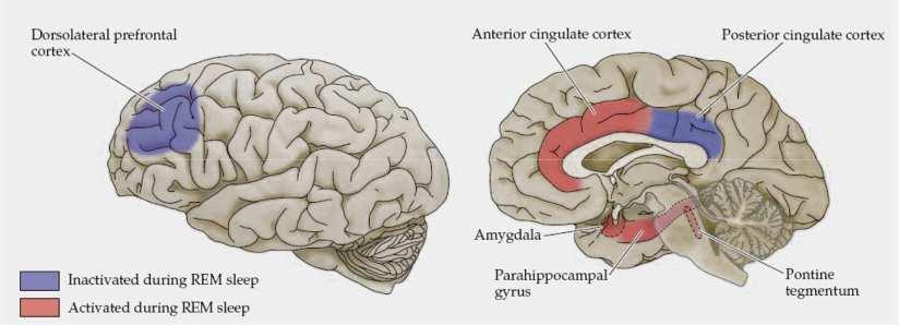 REM charakterystyczną cechą snu REM jest to, że wzbudzenie kory jest oparte wyłącznie o układ cholinergiczny Ach (aktywne są inne jądra niż podczas czuwania) Podanie 5-HT przerywa lub skraca REM NA