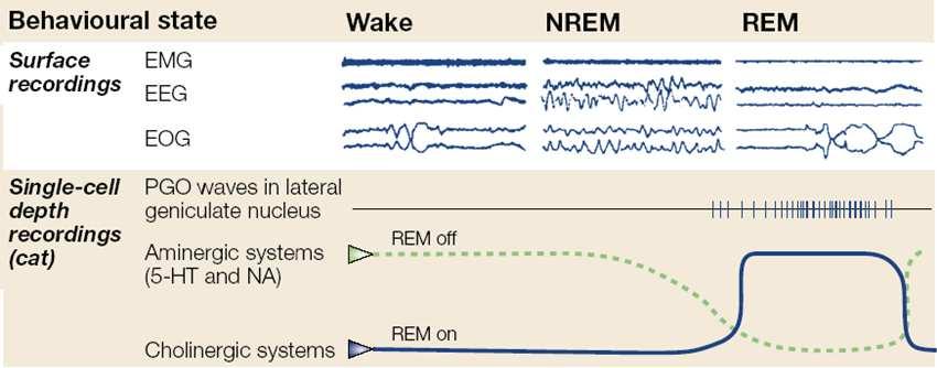 OSCYLATOR REM-NREM (RYTM ULTRADIALNY) Jaki jest mechanizm zmian w aktywności mózgu w czasie snu?