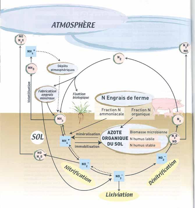 Schemat 1: Cykl przyswajania azotu Źródło: Fertiliser avec les engrais de ferme, Institut de l élevage, ITAVI, ITCF, ITP 2001, стр.