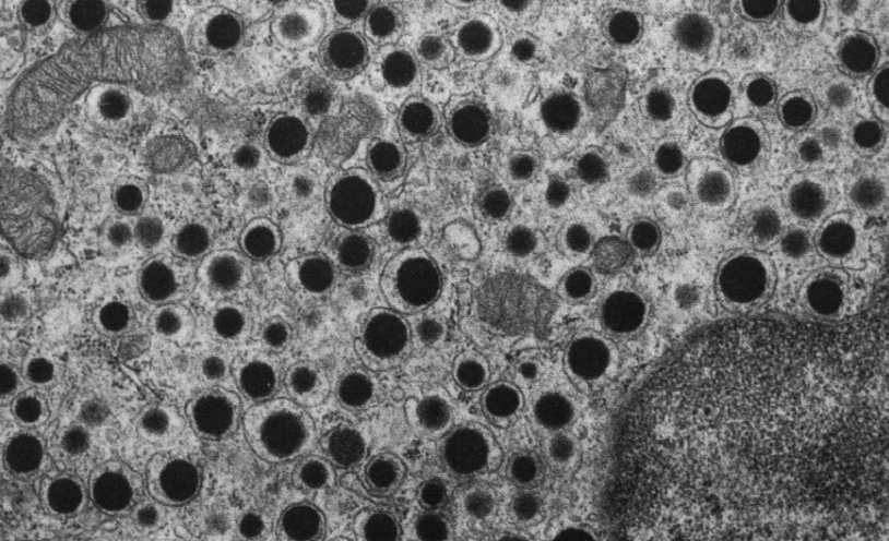 immunohistochemicznie.