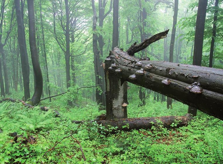 Preferuje miejsca bogate w martwe i zamierające drzewa, które służą mu za zasobne żerowiska i miejsca wykuwania dziupli.