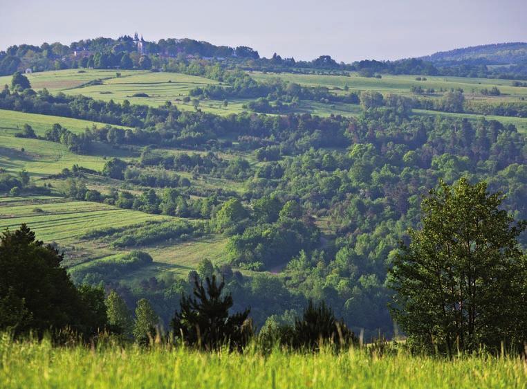 Obejmuje on fragment dobrze zachowanych lasów, przede wszystkim grądów i podgórskiej formy buczyny.