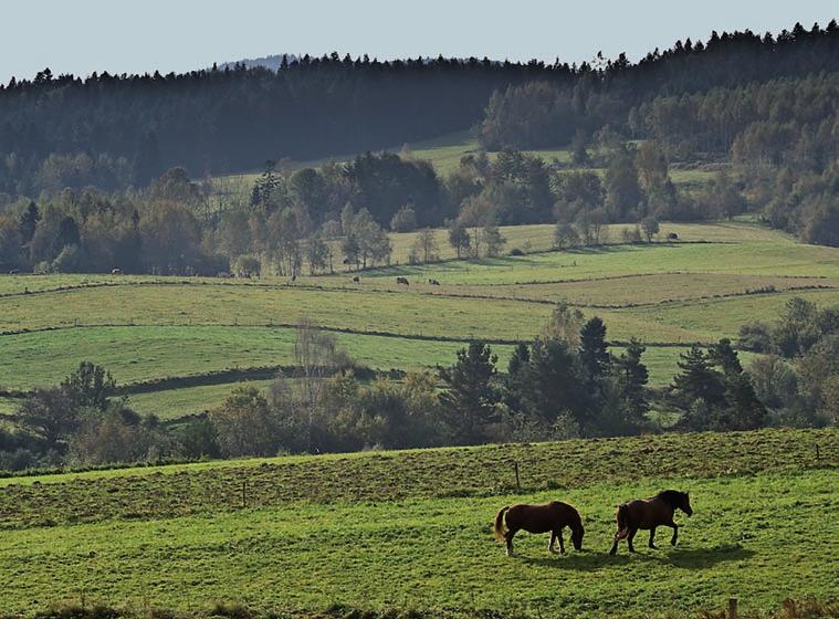 Kluczowym działaniem ochronnym powinno być utrzymanie, poprzez odpowiednie zapisy w planach urządzenia lasu, dotychczasowej struktury wiekowej drzewostanów i zagwarantowanie odpowiedniej dostępności