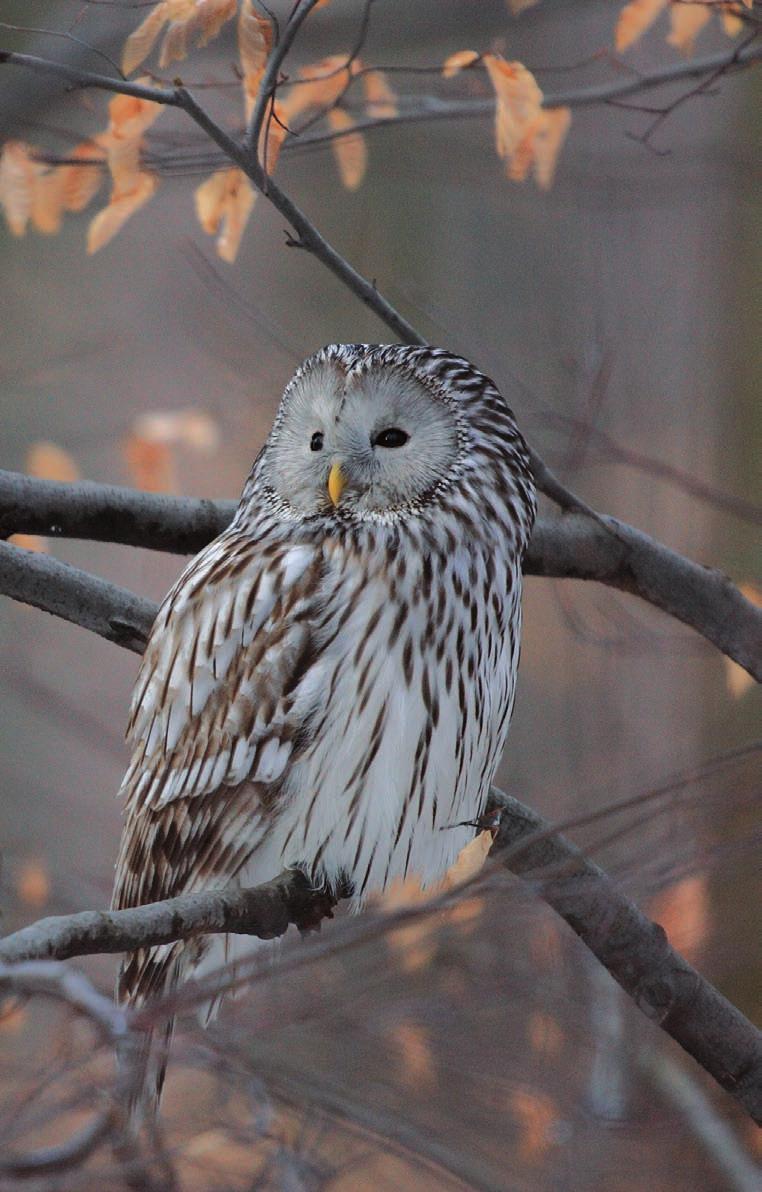 Puszczyk uralski Strix uralensis Jeden z największych i najliczniejszych przedstawicieli sów w polskich Karpatach.