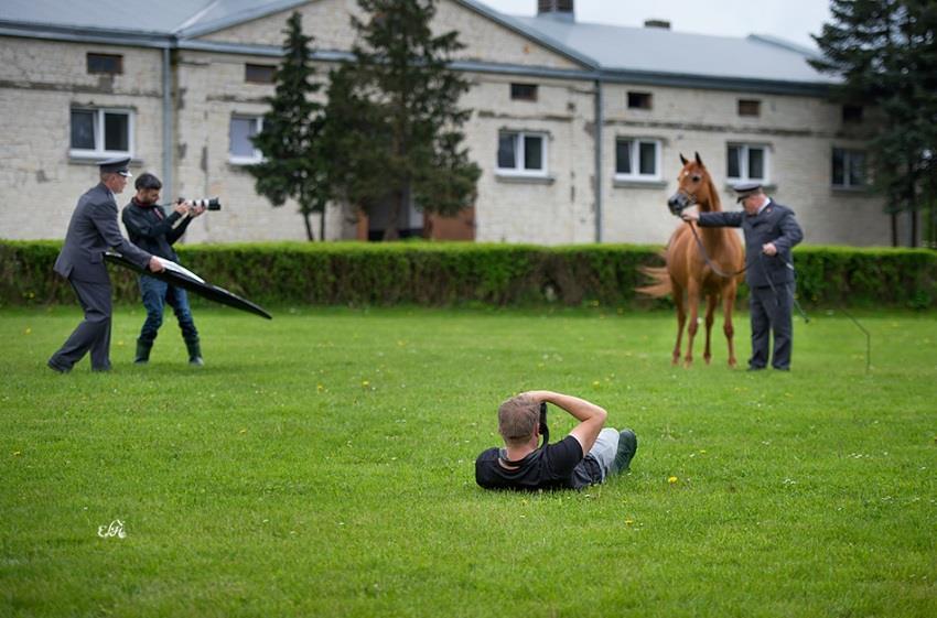 Sesja fotograficzna do katalogu aukcyjnego Zdjęcia koni do katalogu aukcyjnego zostały zrobione podczas specjalnych sesji przez światowej sławy