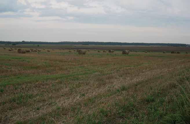 Przestrzeń deponowania 115 brązów w tym miejscu. Wizja terenowa autora tych słów potwierdziła lokalizację opisywanej formy i stan zachowania niezmieniony od 1944 r.