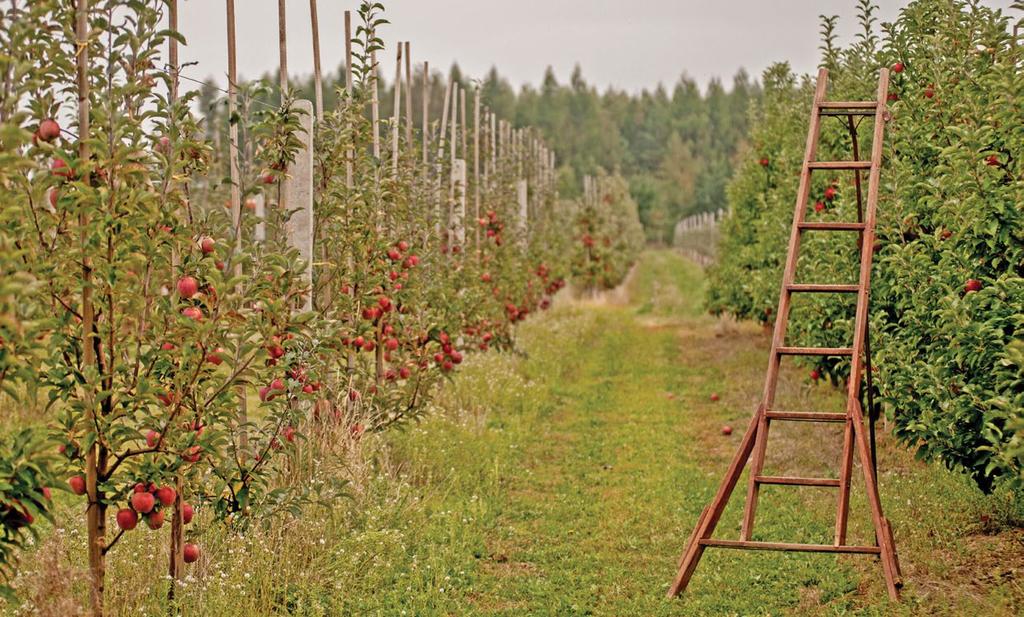 grupie. The Apple Factory is a part of Świeży Owoc L.L.C. the group of fruit producers that grows and sales fruits.