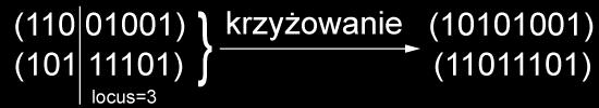 Niezależnie jednak od wybranej metody kodowania stosuje się dwa podstawowe operatory genetyczne: krzyżowanie i mutację.